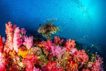 A predatory Lionfish swimming over a beautiful, colorful tropical coral reef in Myanmar