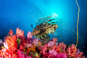 Naklejka na ściany i meble A predatory Lionfish swimming over a beautiful, colorful tropical coral reef in Myanmar