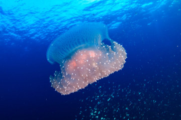 Beautiful delicate Jellyfish drifting in open ocean