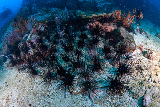 An outbreak of spiny Sea Urchins scouring a damaged tropical coral reef