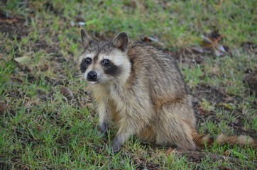 Raccon