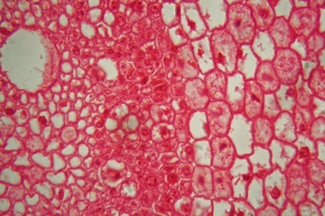 Cross section through cells of a root from a maize plant (Zea mays) under the microscope.