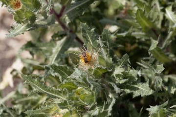 St. Benedict's thistle (Cnicus benedictus)
