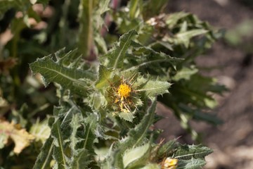 St. Benedict's thistle (Cnicus benedictus)