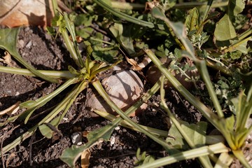 Yellow beet (Beta vulgaris) in a field