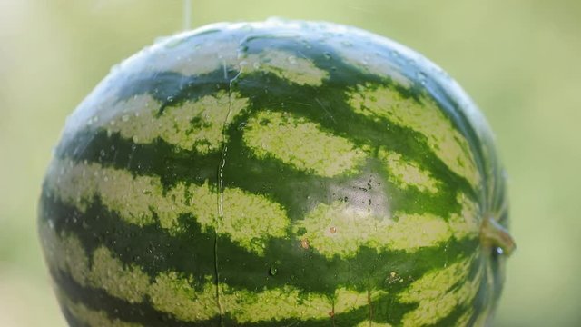 Pouring water on a fresh ripe watermelon in slowmotion slower at 2.5x