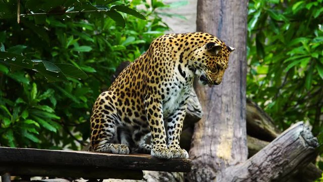 a leopard resting in a tree