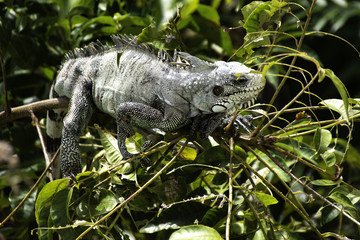 White iguana