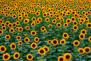 満開のひまわり畑