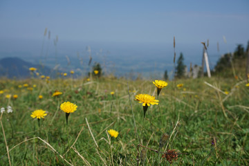gelbe blumen auf wiese