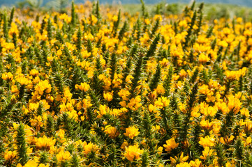 Fototapeta premium Wildflowers on coast of Cape Clear