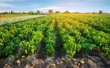 Fototapeta na wymiar plantations of pepper grow in the field. vegetable rows. farming, agriculture. Landscape with agricultural land. crops