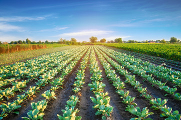 cabbage plantations grow in the field. vegetable rows. farming, agriculture. Landscape with agricultural land. crops