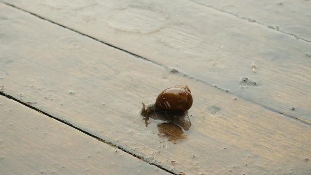 Snail crawling under the heavy rain, gigant snail on the wooden floor