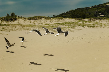 Seagulls flying on the beach - Buzios - RJ