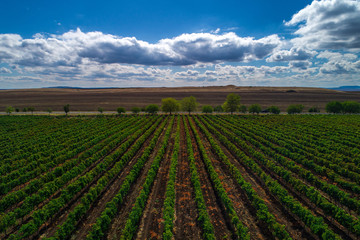 Fototapeta na wymiar Aerial autumn view over vineyard in Europe