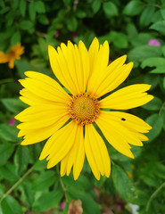 yellow flower like daisy