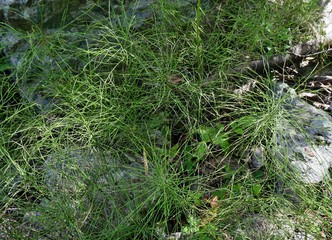Meadow Horsetail