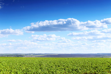 Landscape with green grass and clouds in a blue sky