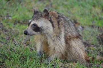 Obraz premium Raccon
