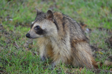 Raccon