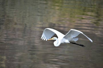 garza