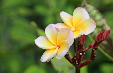 Plumeria Flowers - Hawaii
