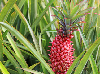 Fototapeta premium Red unripe Pineapple - Oahu, Hawaii