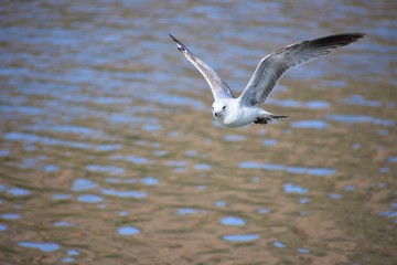 gaviota