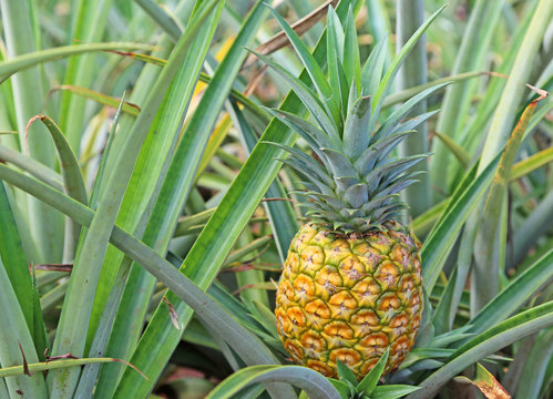 Golden Pineapple on bush - Oahu, Hawaii