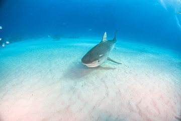 Fototapeta premium Tiger shark at Tigerbeach, Bahamas