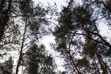 Tops of trees, view from the bottom to the top. tree silhouettes