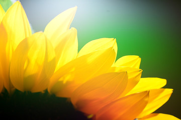 Fototapeta na wymiar gelbe Blütenblätter