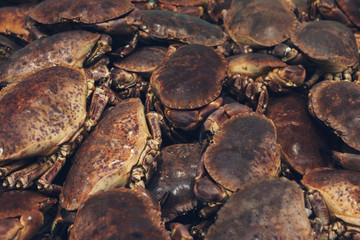 Raw mud crabs, Mangrove crab, Black crab, sea crabs displayed at a local French fish market . Fresh seafood.