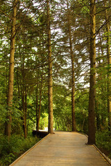 wooden bridge going into the green beautiful forest