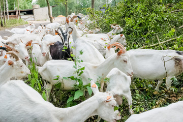 chèvre et bouc dans bois