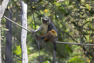 Schmidt's Red tailed Monkey