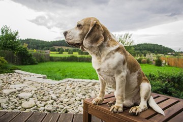 Sad dog looks ahead. With nature colors as a background