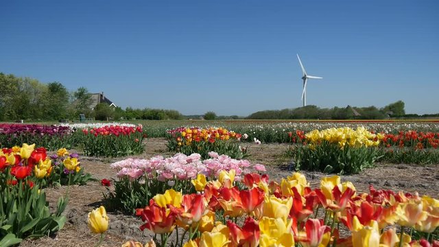 Piantagione di tulipani in Olanda