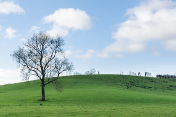 Bare Tree in a Green Field