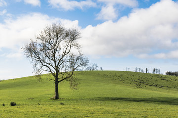 Bare Tree in a Green Field 
