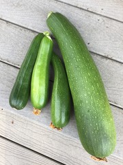 Zucchini from the Garden