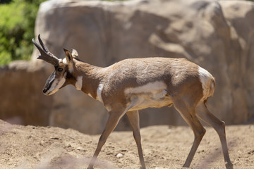 Pronghorn