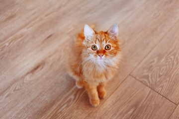 Cute ginger cat. Fluffy pet is gazing curiously. First photos of stray kitten taken home.