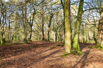 Bright Woodland Scene