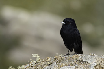 Itatiaia National Park - Rio de Janeiro