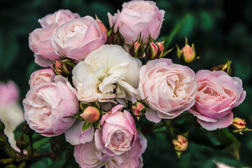 beautiful fresh decorative rose close-up. a bouquet of roses and several flowers from roses.

