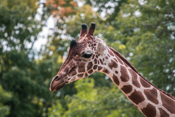 Giraffe at Zoo