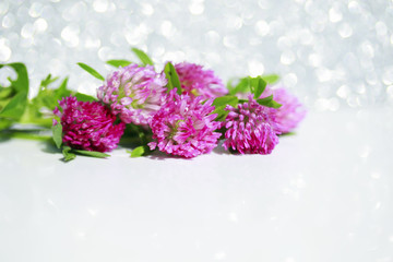 natural background with bright pink buds of the red clover was lying on a white shiny festive background in the summer