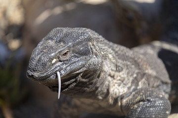 Komodo dragon Eating